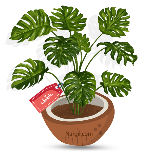  Nargil - Fiddle-leaf Philodendron